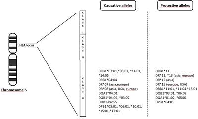 New insights on the role of human leukocyte antigen complex in primary biliary cholangitis